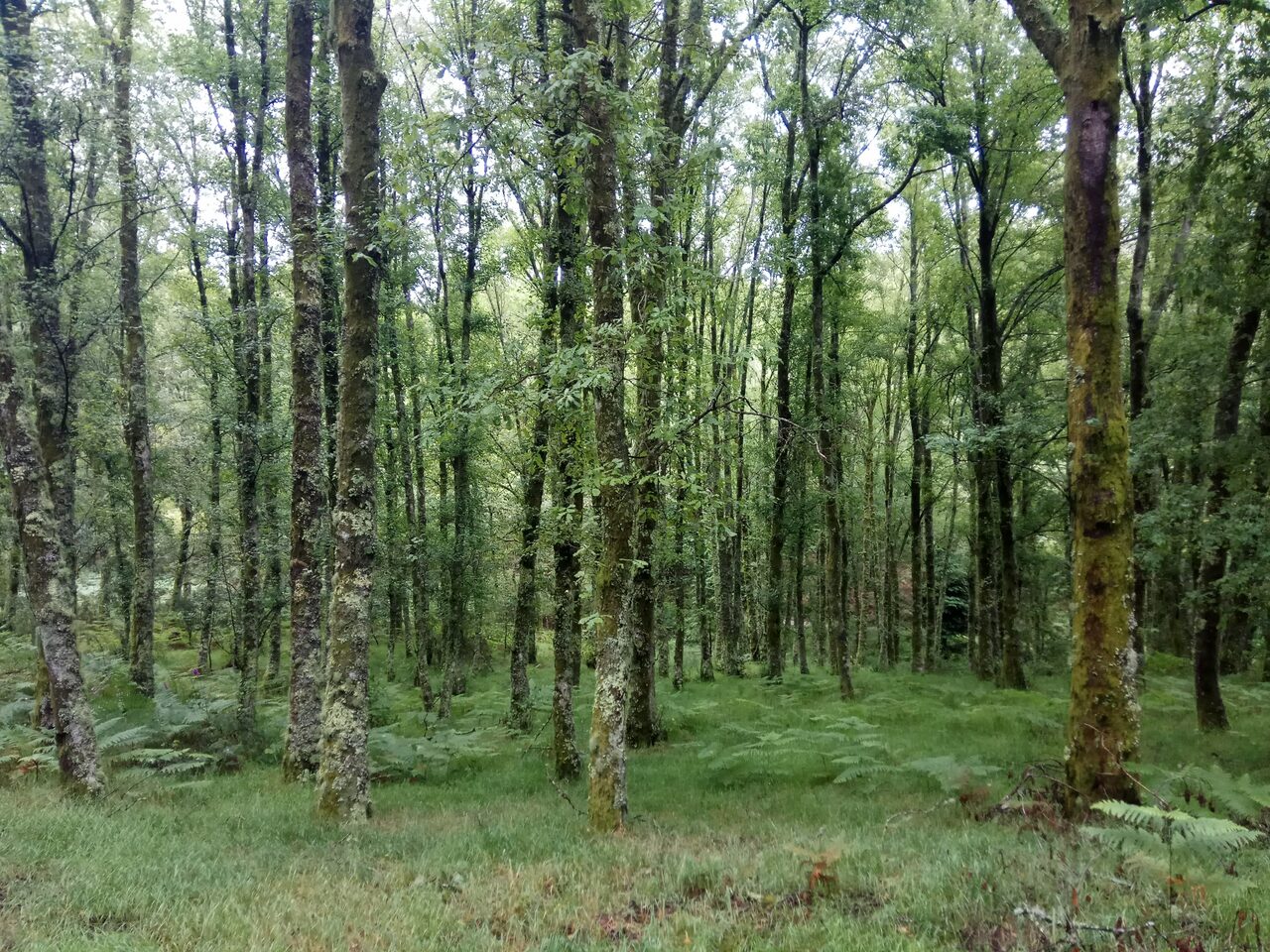IMG 20200613 115917