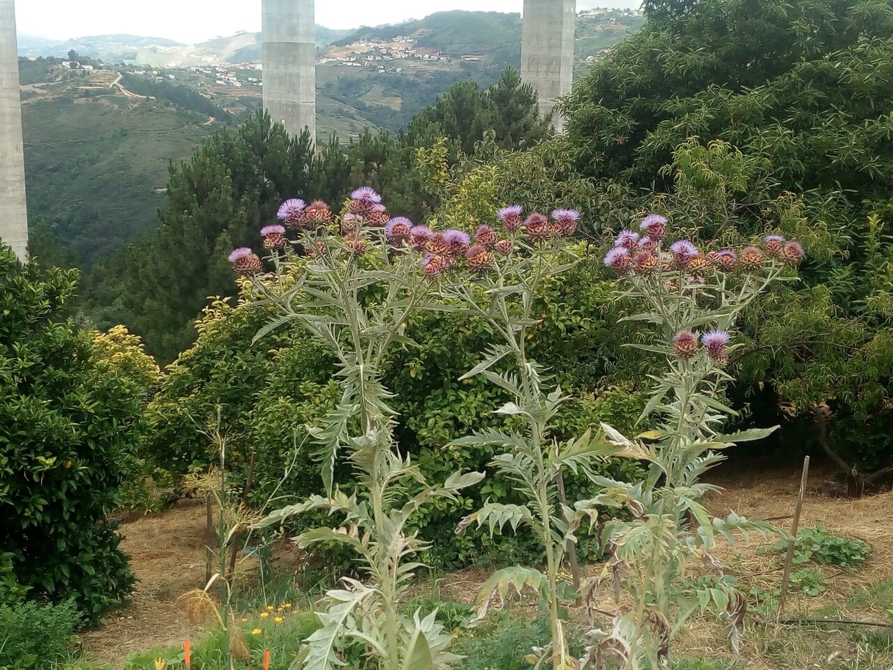 IMG 20200627 103015