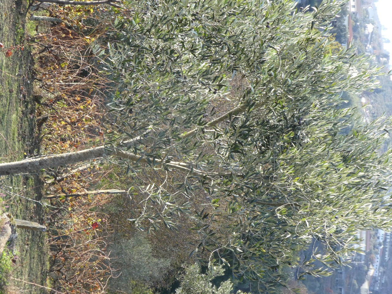 P1000555