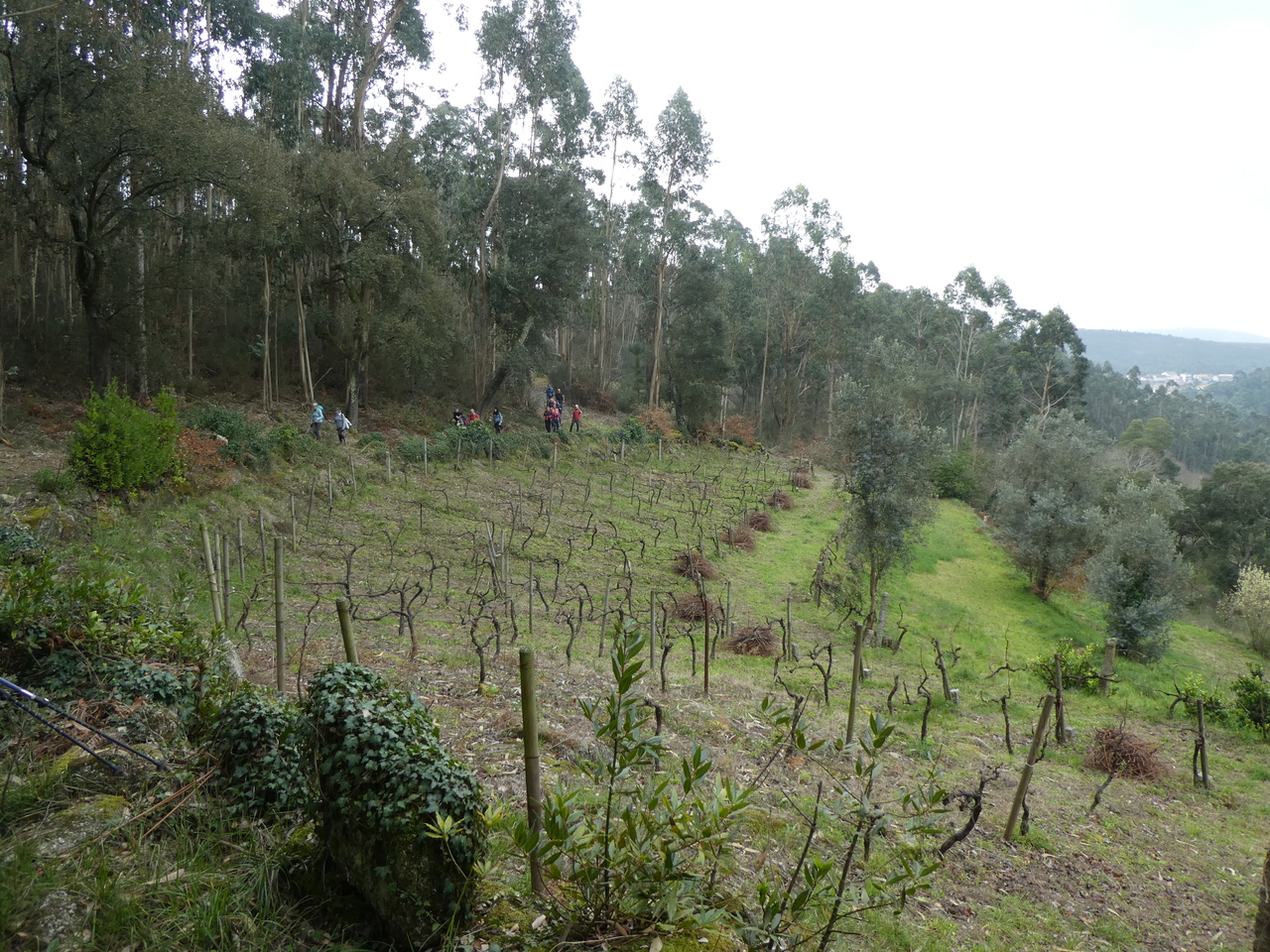 P1010066